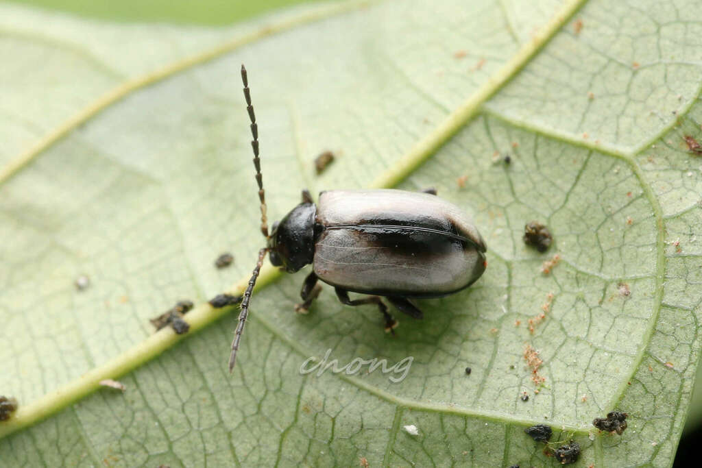 Phygasia simidorsata