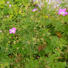 Geranium caeruleatum