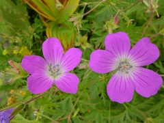Geranium caeruleatum
