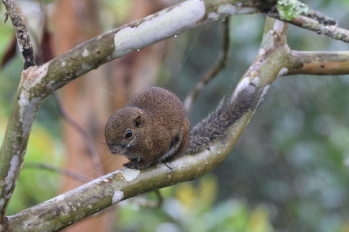 Borneo Black-banded Squirrel