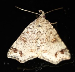 Lithilaria proestans
