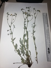 Potentilla effusa