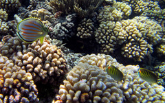 Chaetodon pelewensis