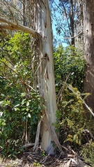 Eucalyptus nitens