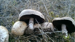 Agaricus cupreobrunneus