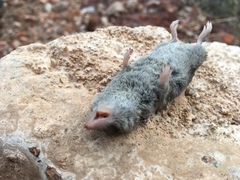 Notiosorex crawfordi