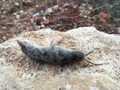 Notiosorex crawfordi