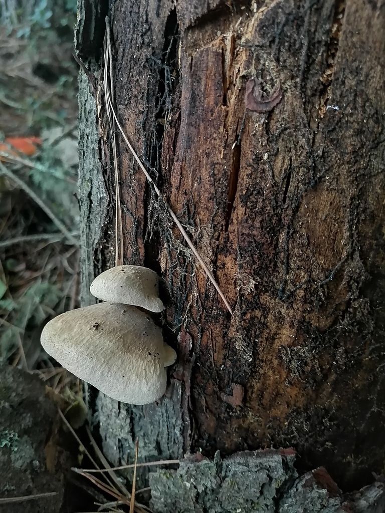 Tapinella panuoides · April 2023 · photo: © victorvecheverria (iNaturalist, cc-by)