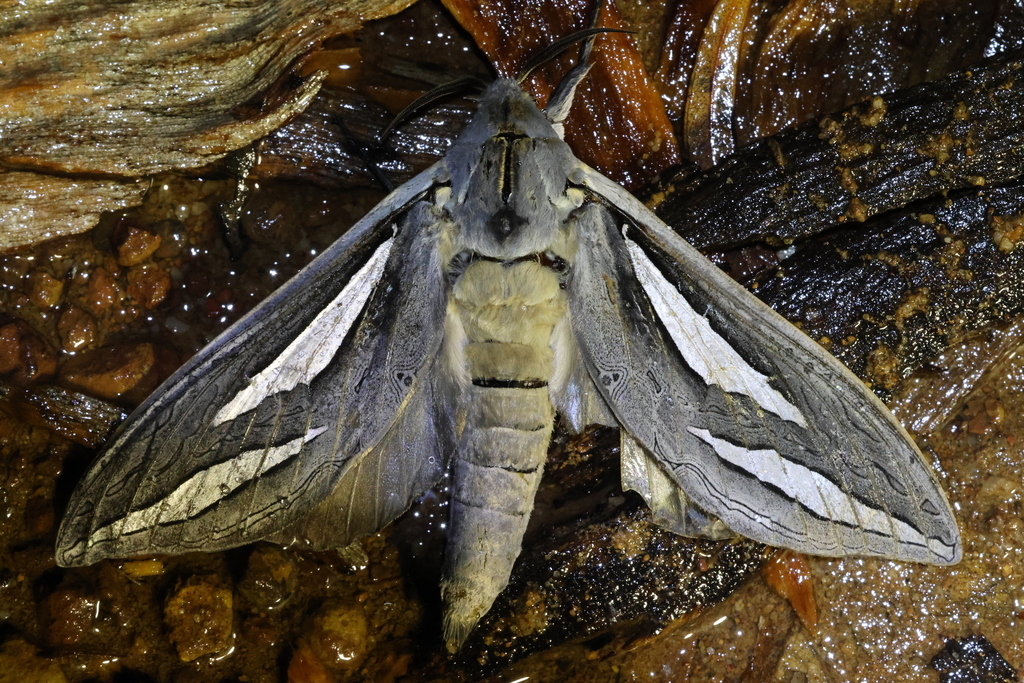 Western Magnificent Ghost Moth