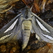 Western Magnificent Ghost Moth - Photo (c) Patrick Wake, some rights reserved (CC BY-NC), uploaded by Patrick Wake