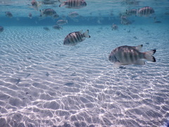 Abudefduf septemfasciatus