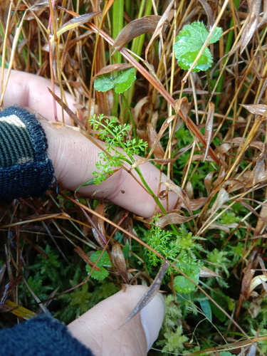 Oenanthe thomsonii