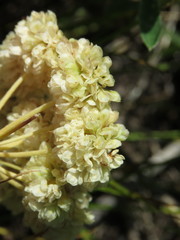 Eriogonum heracleoides