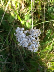 Achillea millefolium