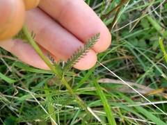 Achillea millefolium