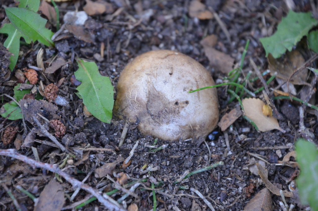 Scleroderma citrinum · March 2023 · photo: © laurabm2020 (iNaturalist, cc-by)