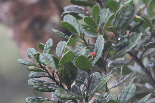 Morella javanica observed 2023-04-01