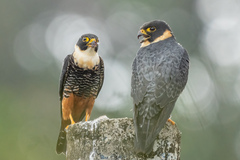 Falco rufigularis image