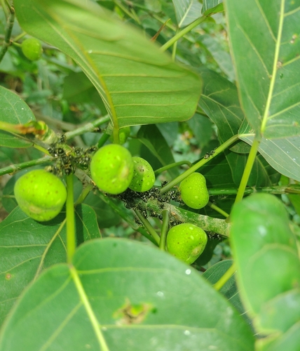 Image of Ficus citrifolia by (c) Luan Mazzeo, some rights reserved (CC BY)
