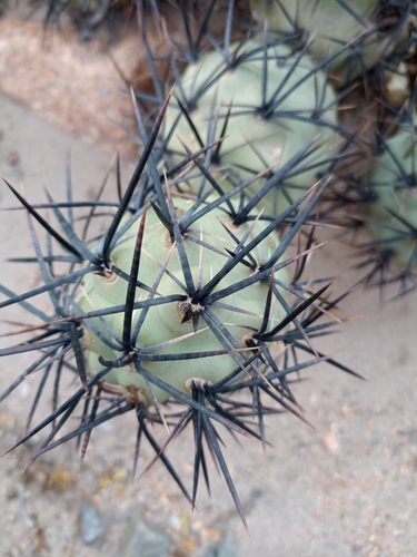 Image of Tephrocactus alexanderi by (c) patriciabenitez, some rights reserved (CC BY-SA)