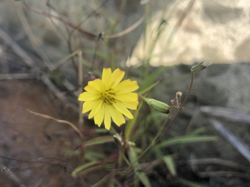 Ixeris tamagawaensis iNat (1)