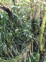 Freycinetia banksii
