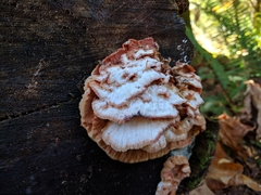 Fungi