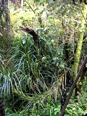 Freycinetia banksii