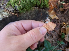 Fungi