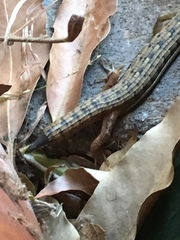 Elgaria multicarinata