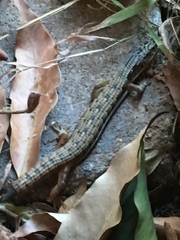 Elgaria multicarinata