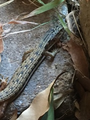 Elgaria multicarinata