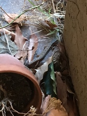 Elgaria multicarinata