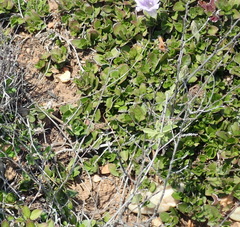 Ruellia pilosa