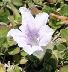 Ruellia pilosa