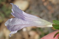Ruellia pilosa