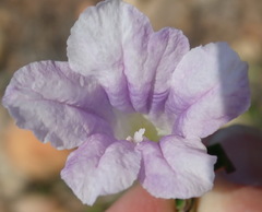 Ruellia pilosa