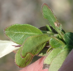 Ruellia pilosa