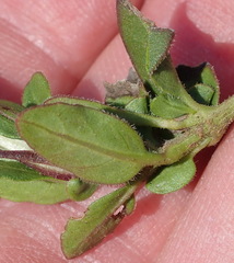 Ruellia pilosa
