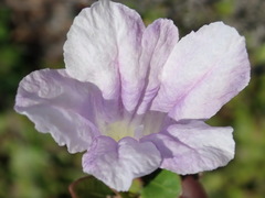 Ruellia pilosa
