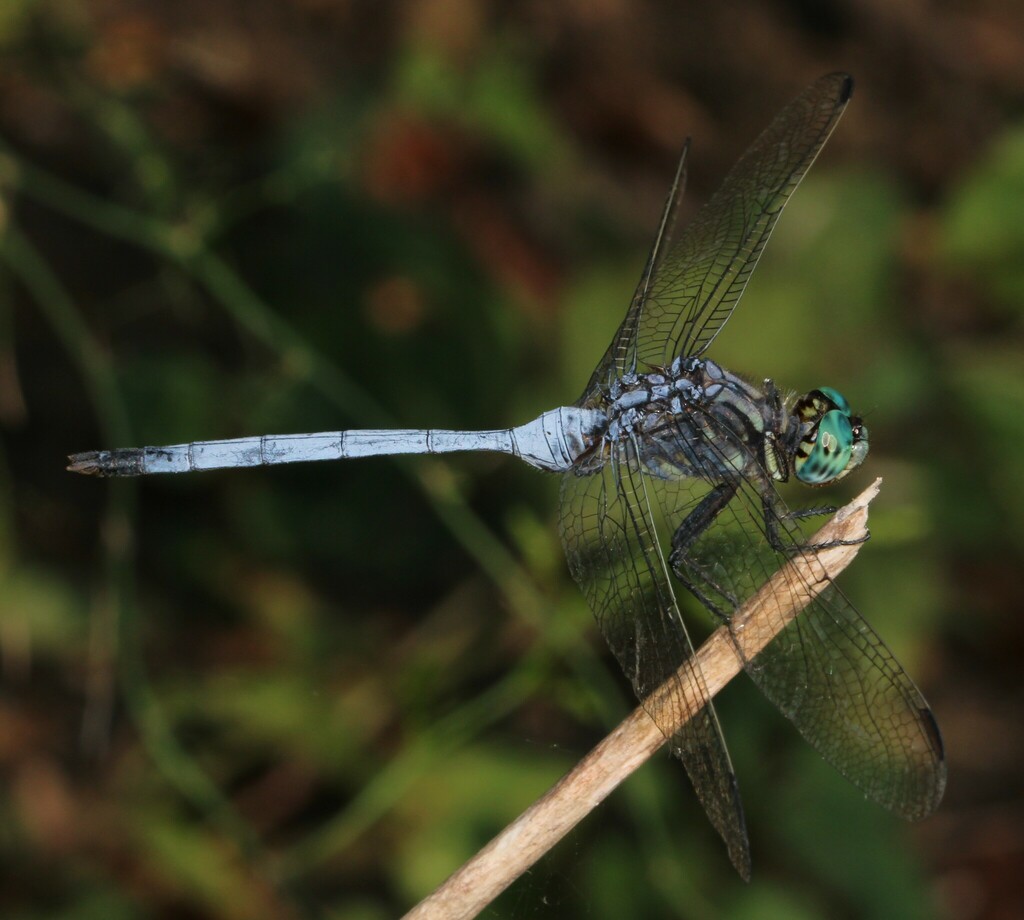 Bold Skimmer