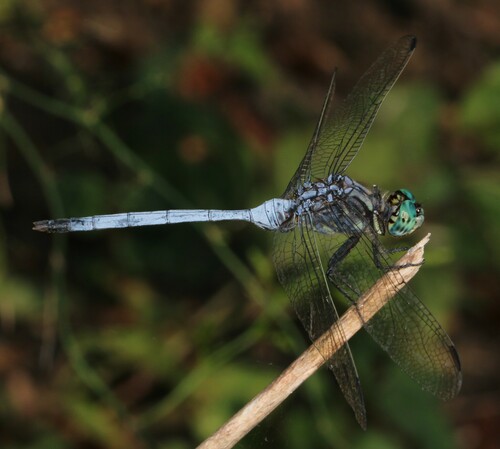 Bold Skimmer