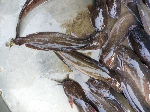 Bighead catfish (Clarias macrocephalus) — Clariidae — 2