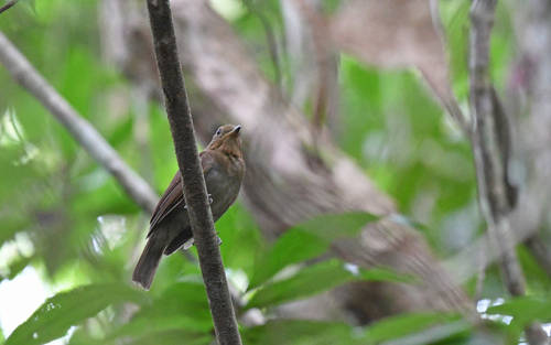 Russet-winged Schiffornis (Schiffornis stenorhyncha), photo 7