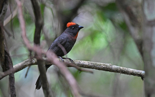 Sooty Ant Tanager (Driophlox gutturalis), photo 8