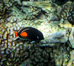 Acanthurus achilles