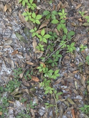 Parthenocissus quinquefolia image