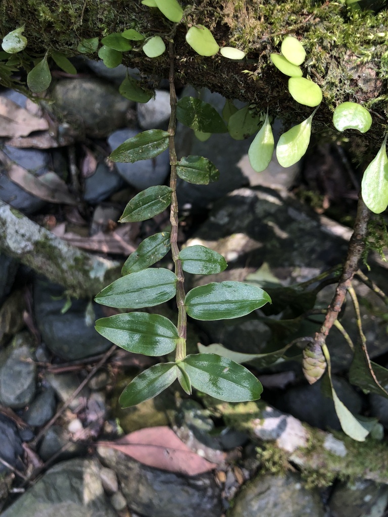 Dendrobium chameleon Ames 2
