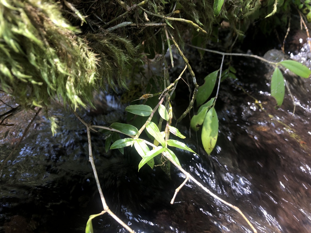 Dendrobium chameleon Ames 3