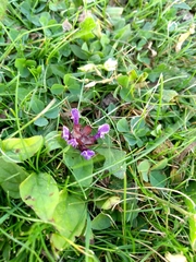 Prunella vulgaris